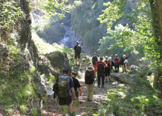 andando por el bosque